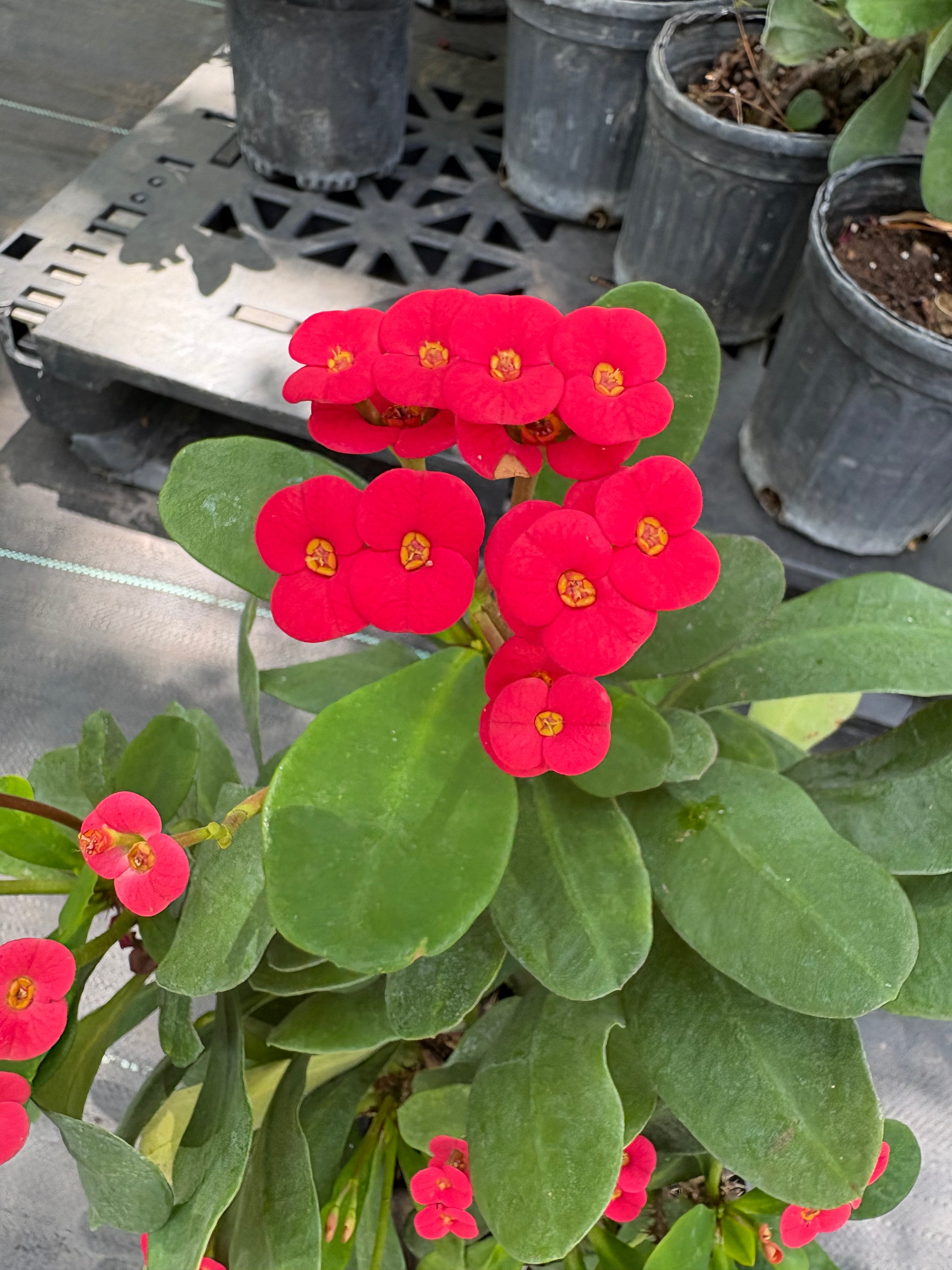 Crown of thorns Red