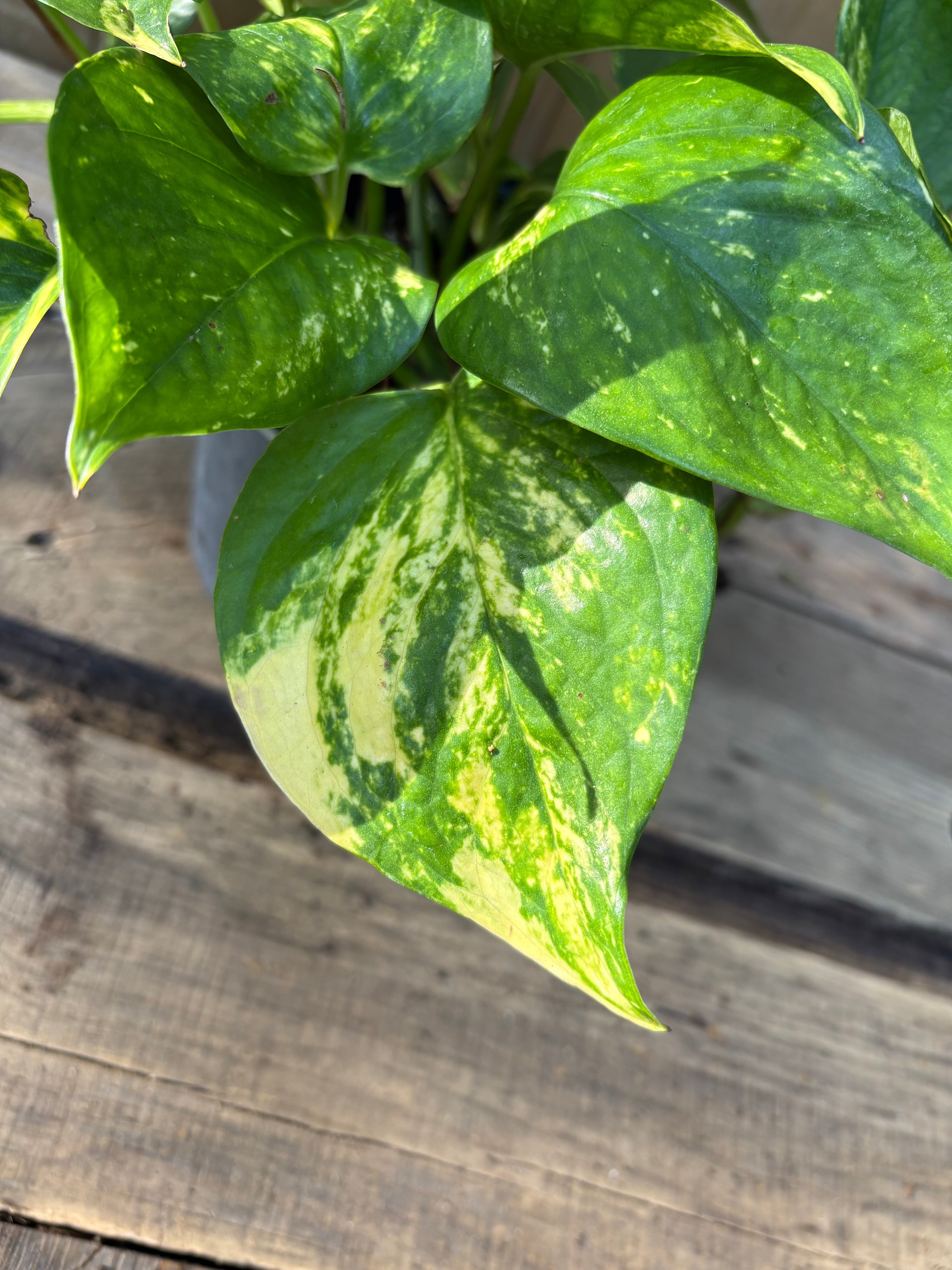 Pothos gold