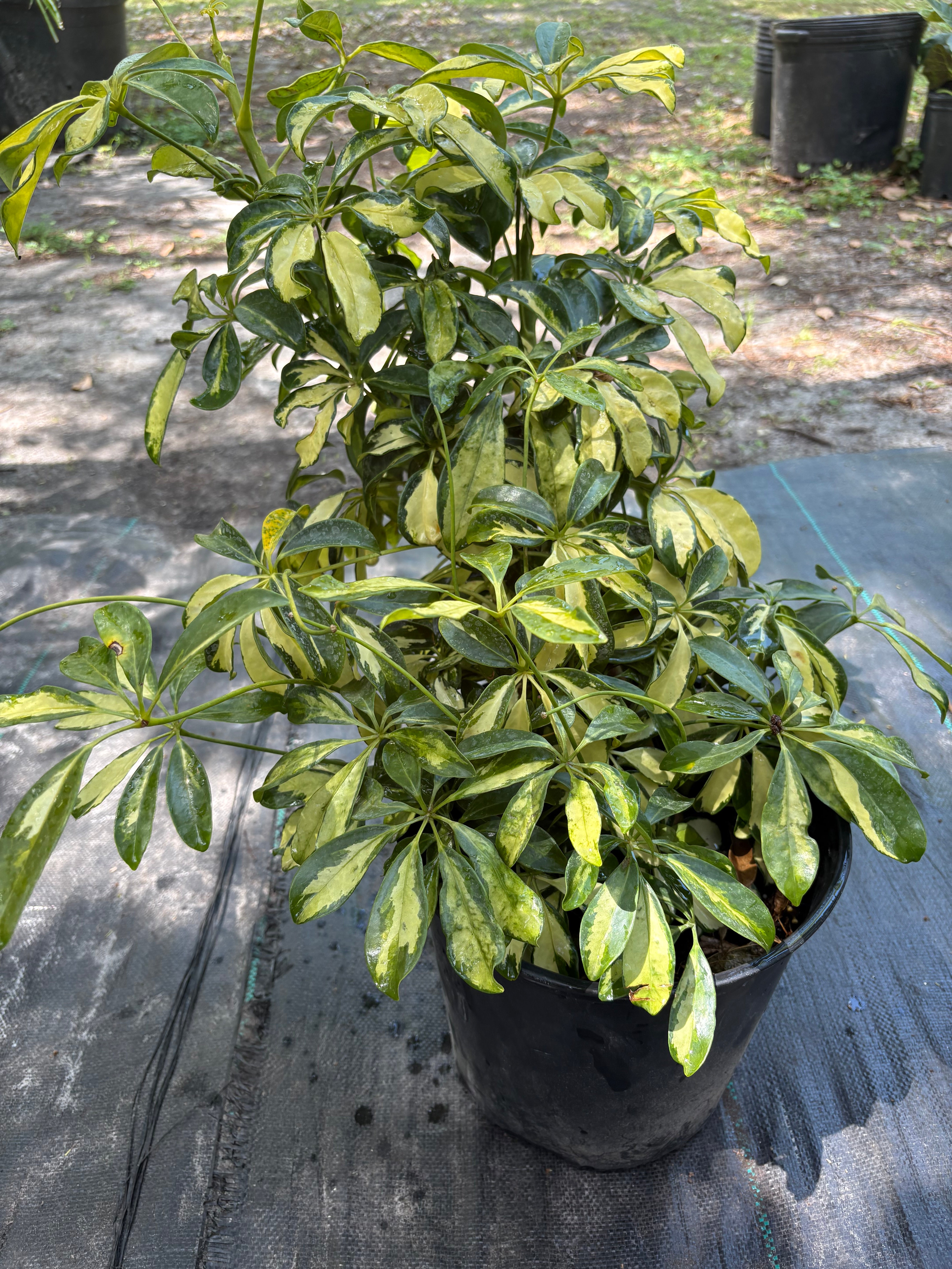 Arboricola scheffler