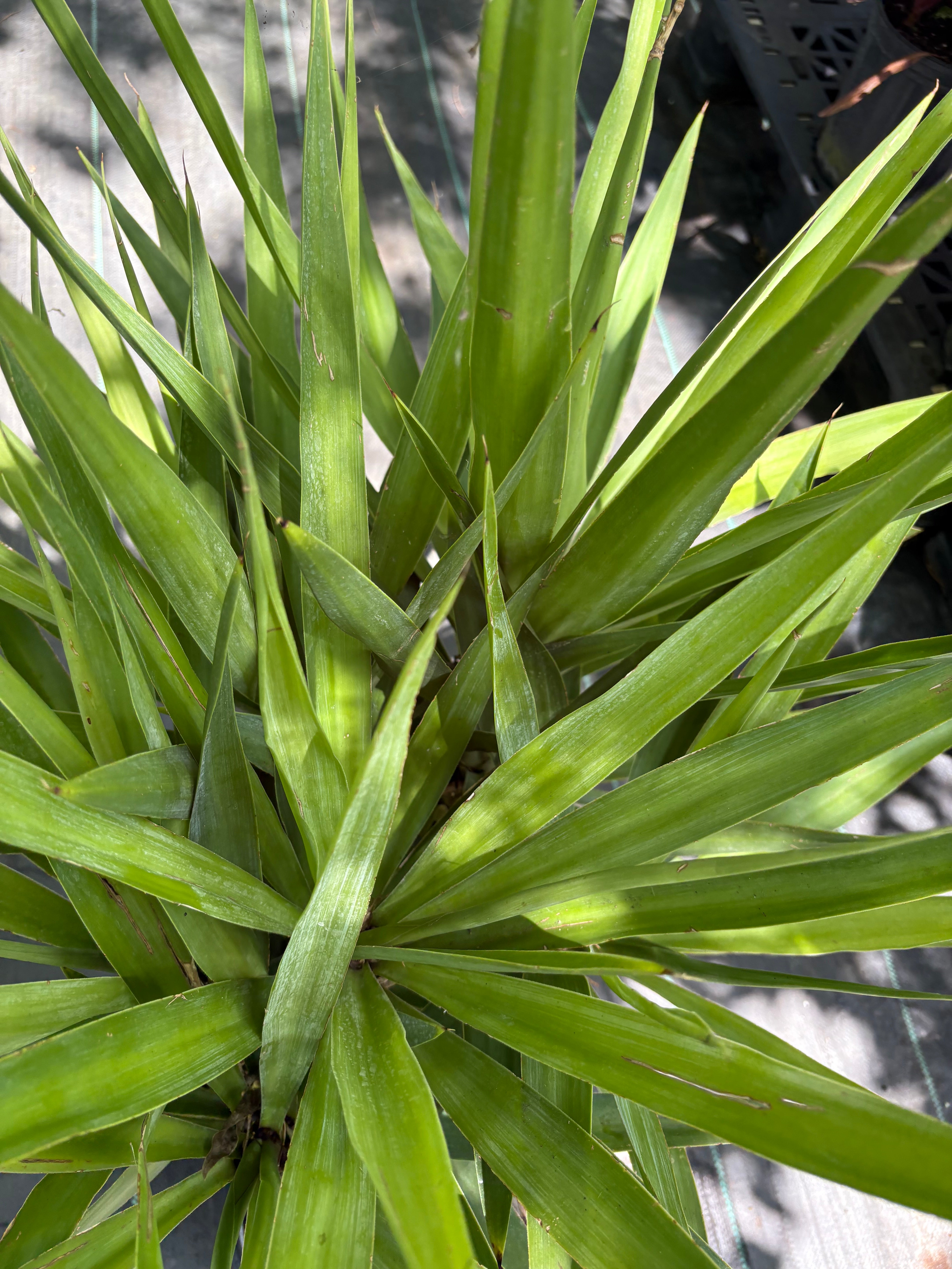 Yucca cane