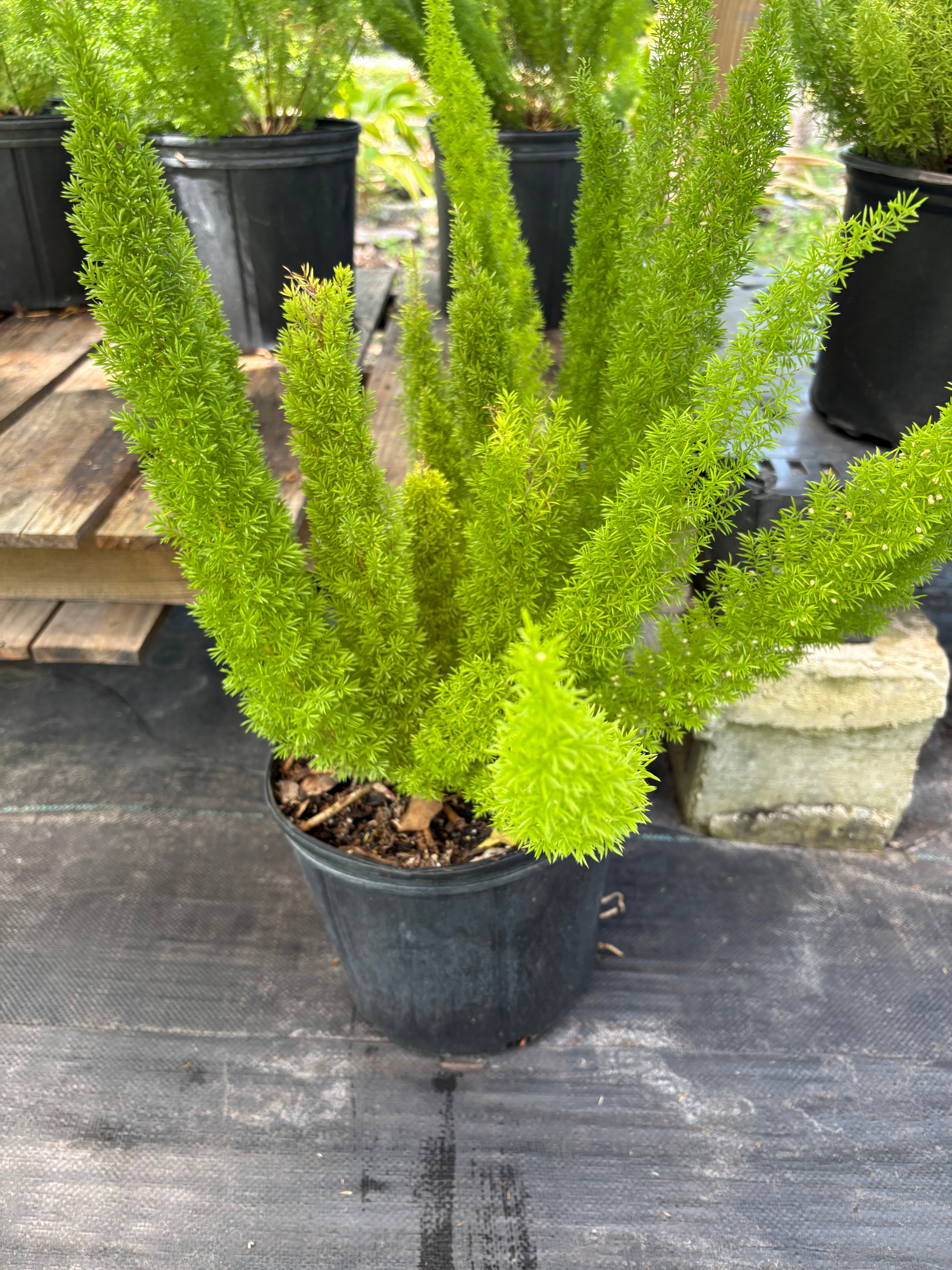 Foxtail Fern