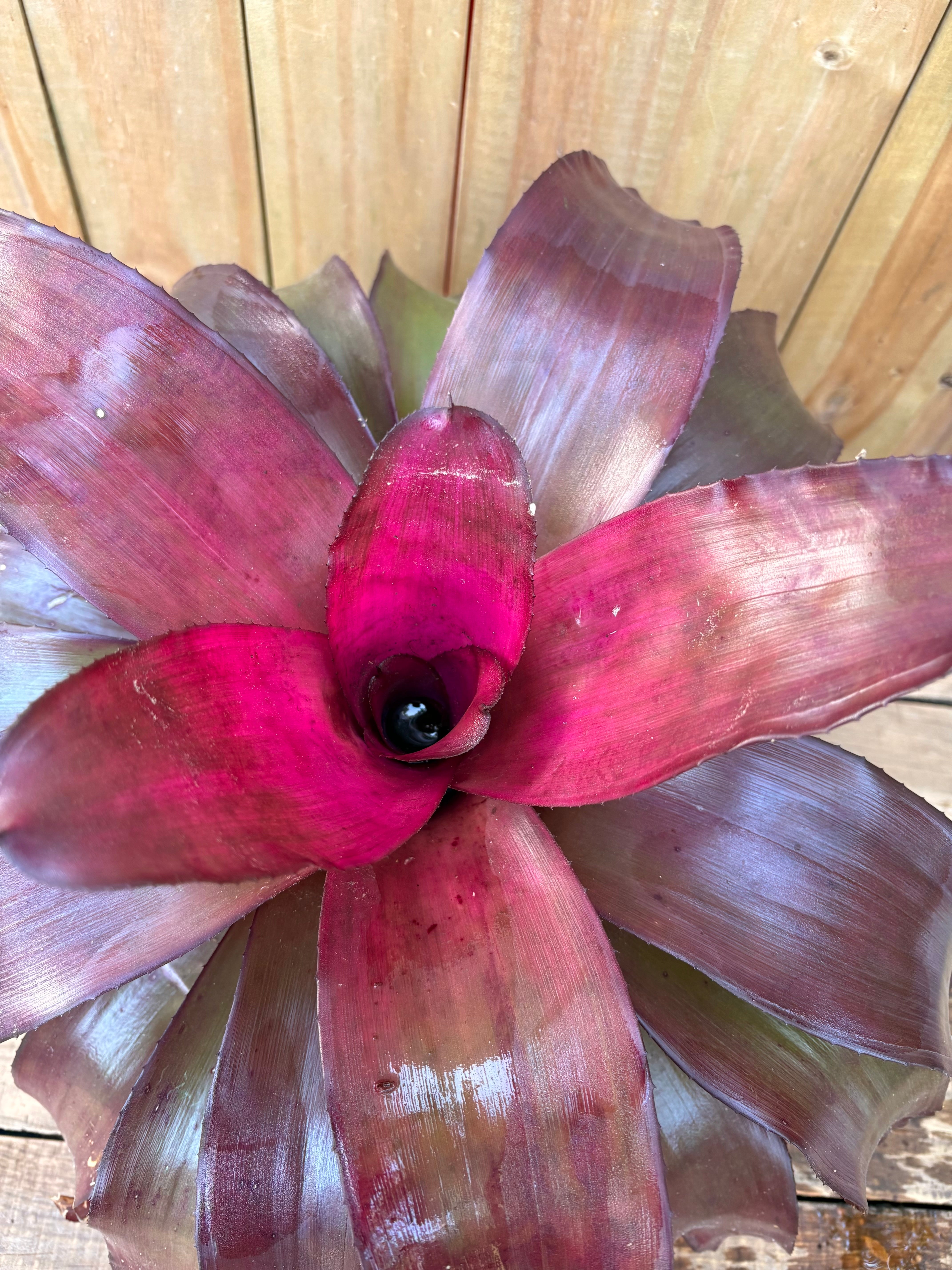Bromeliad voodoo doll