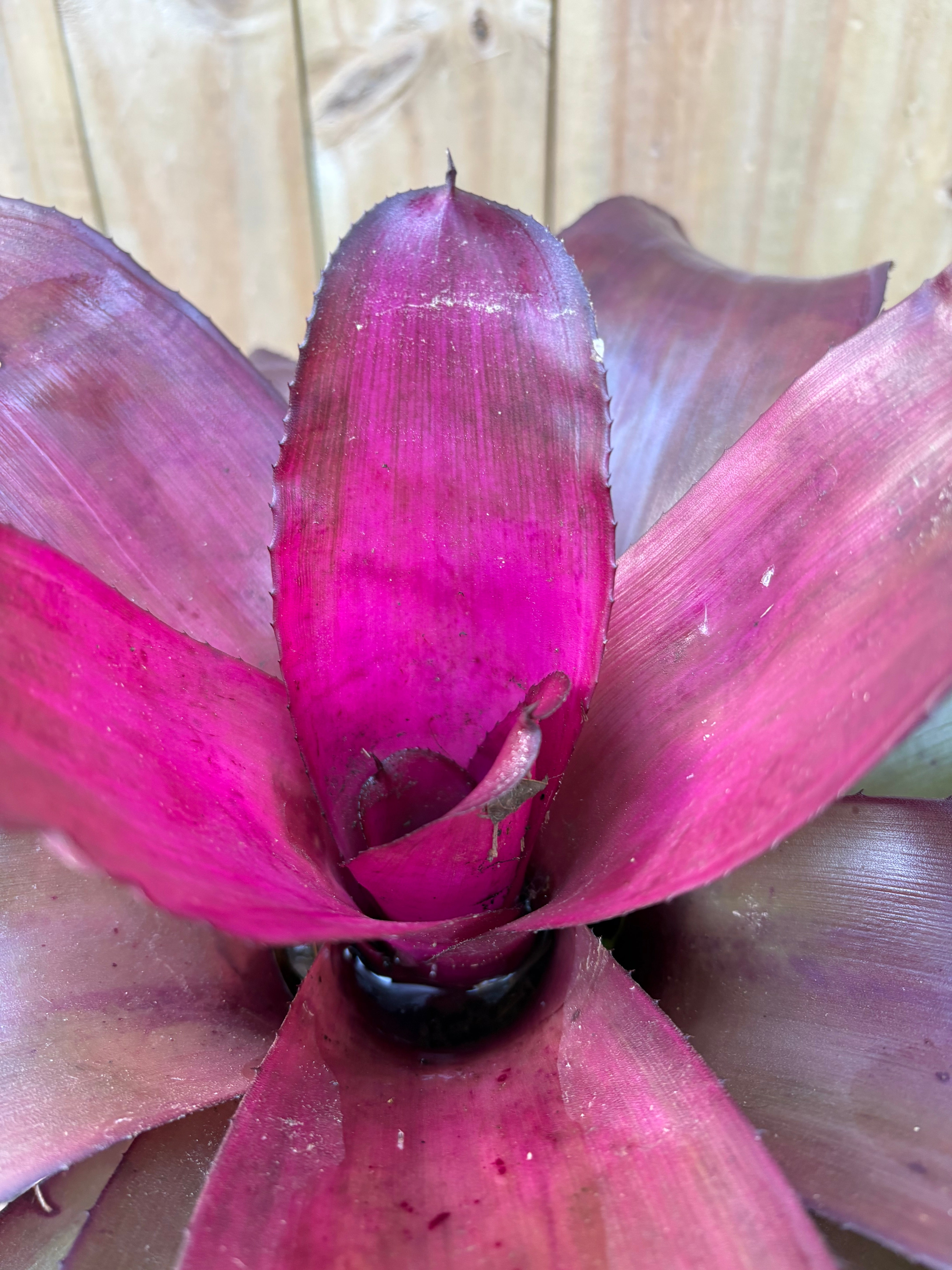 Bromeliad voodoo doll