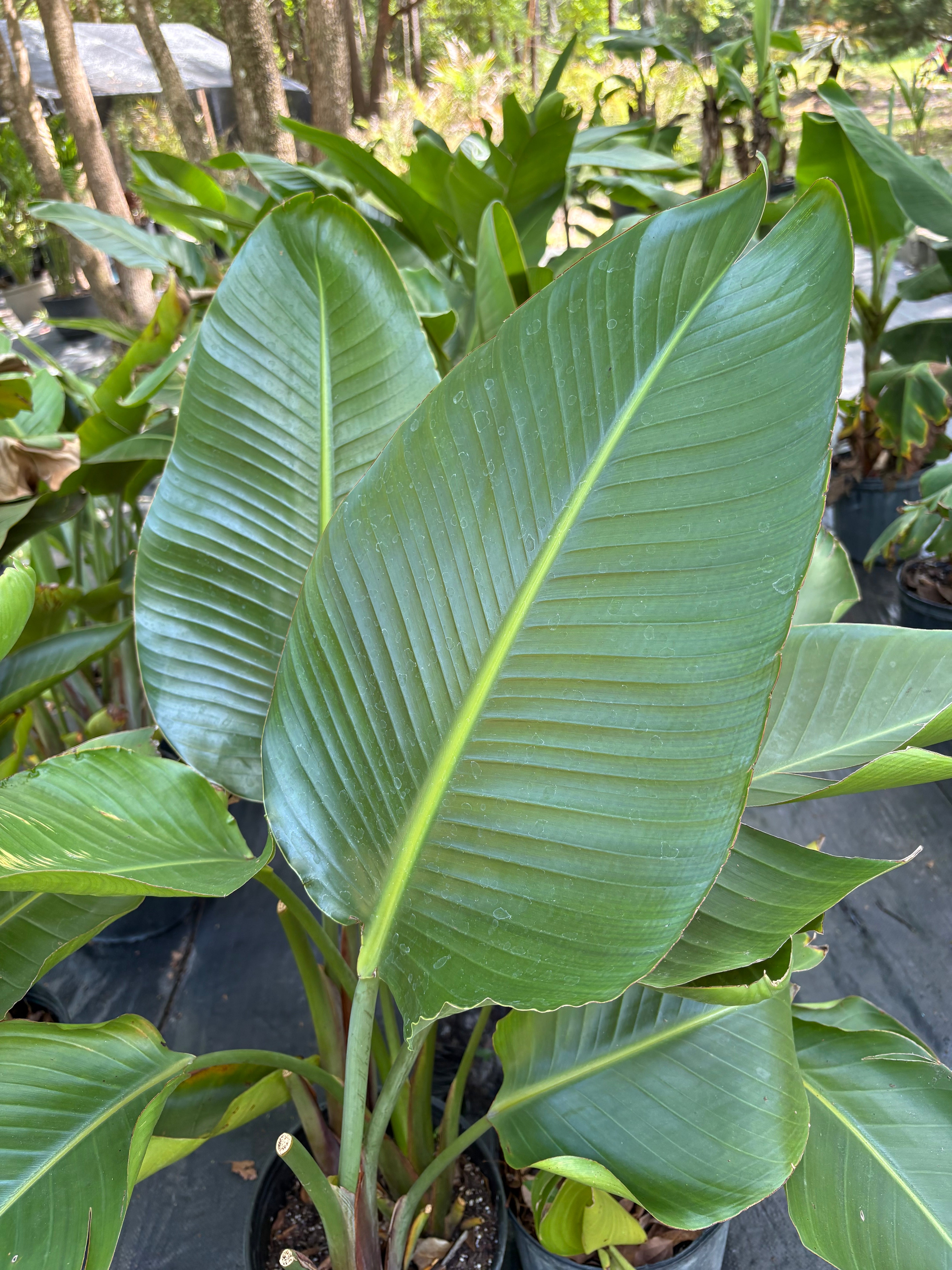Bird of paradise white