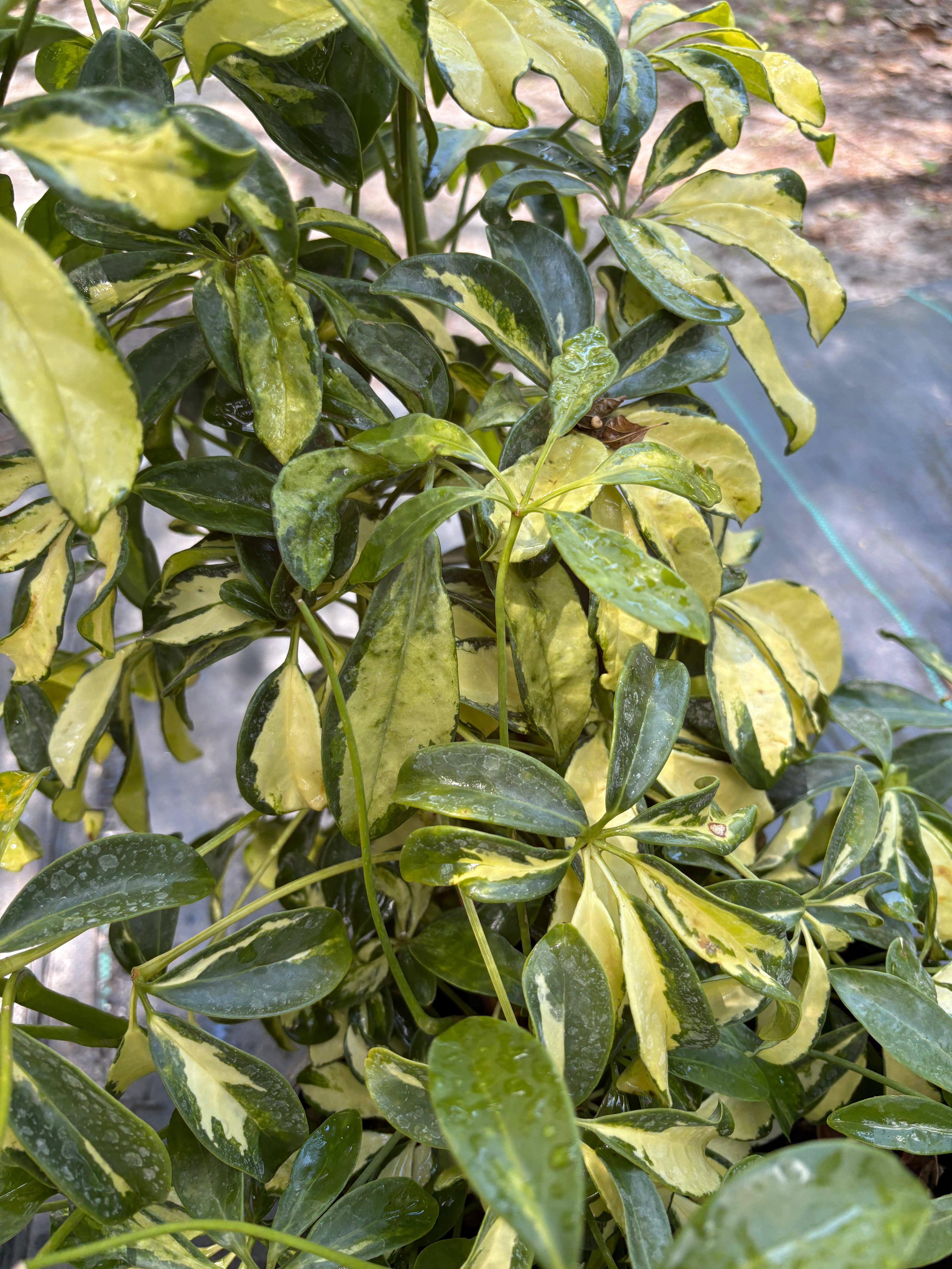 Arboricola scheffler