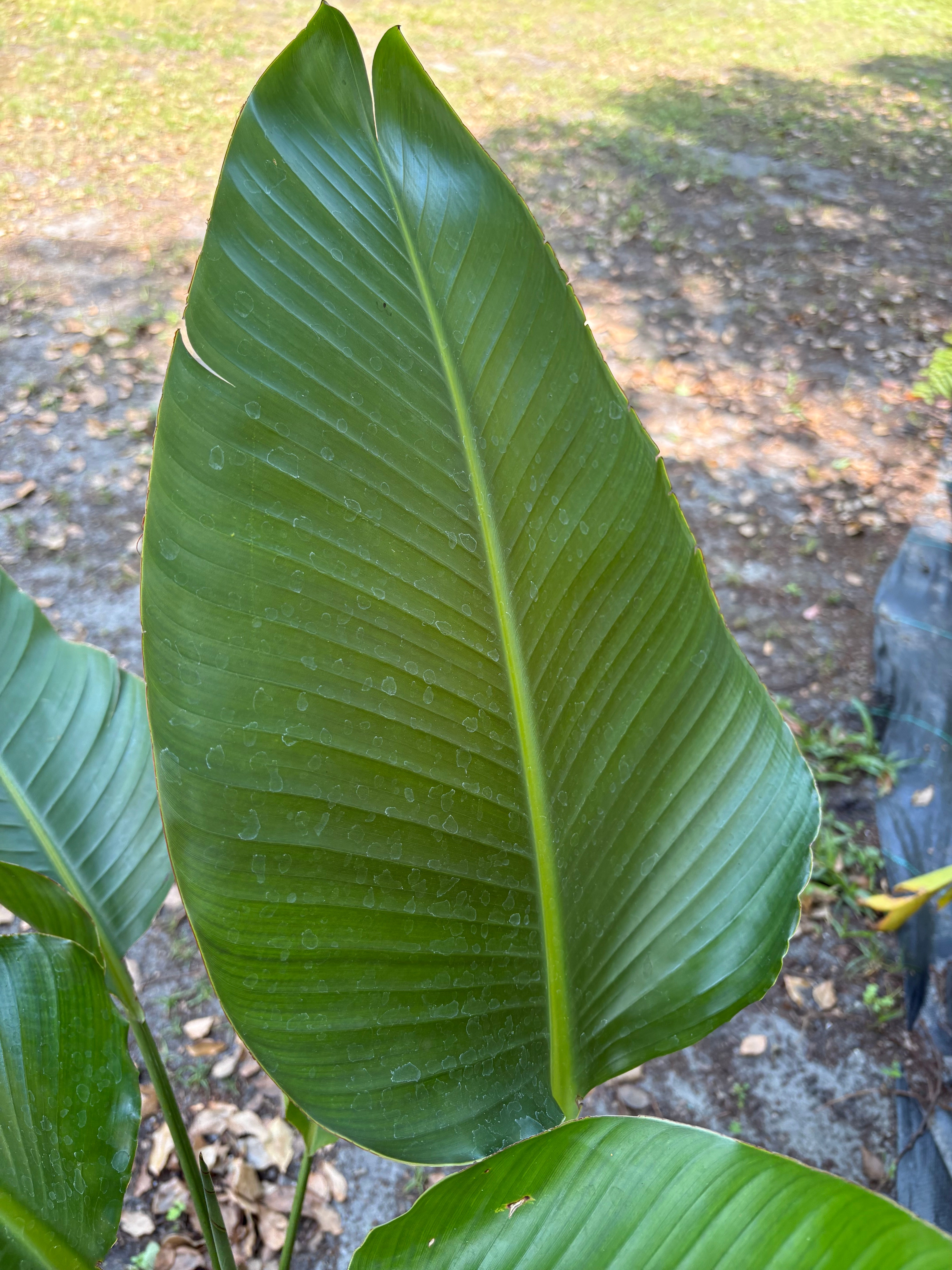 Bird of paradise white