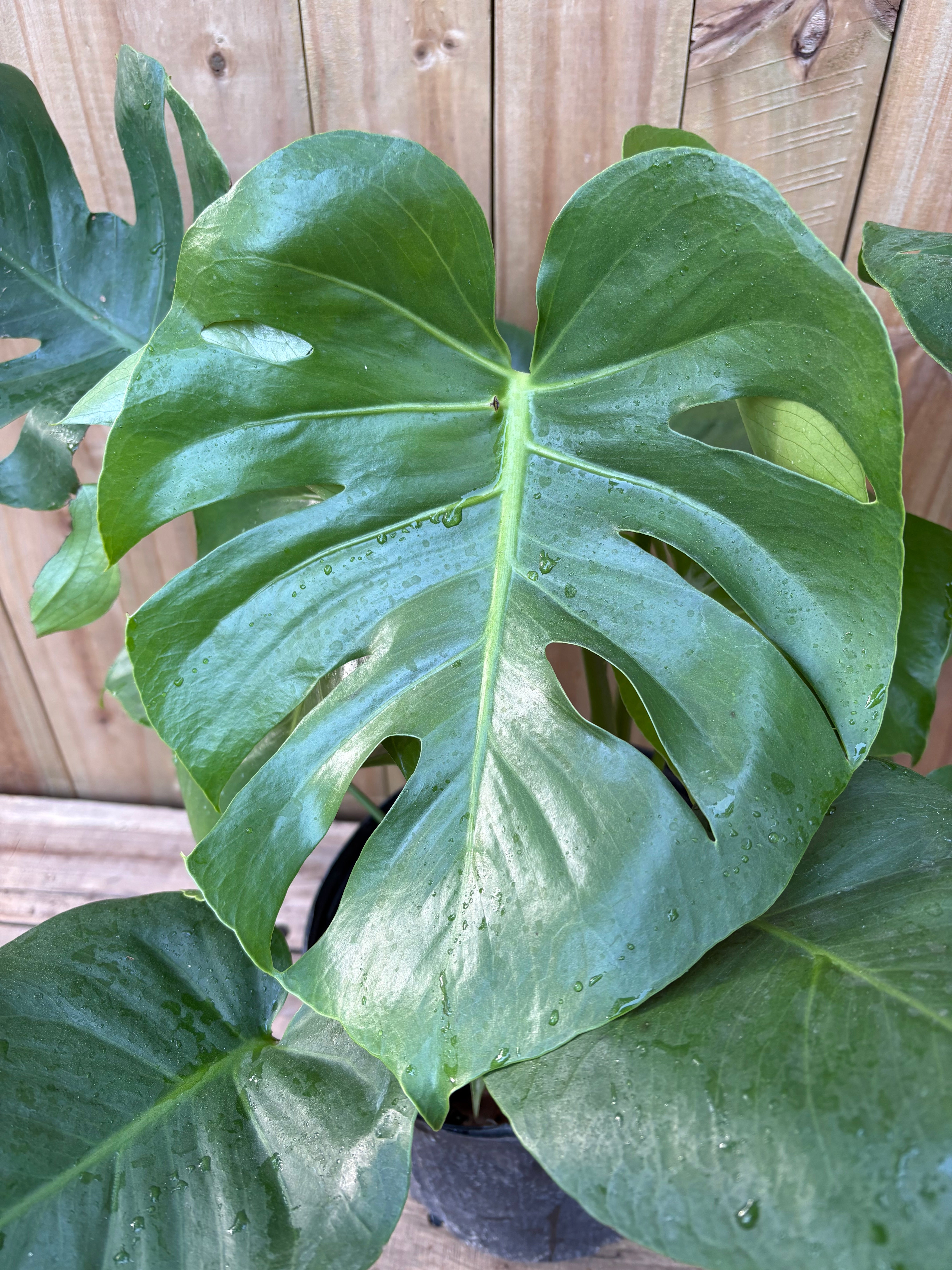 Monstera delicioso