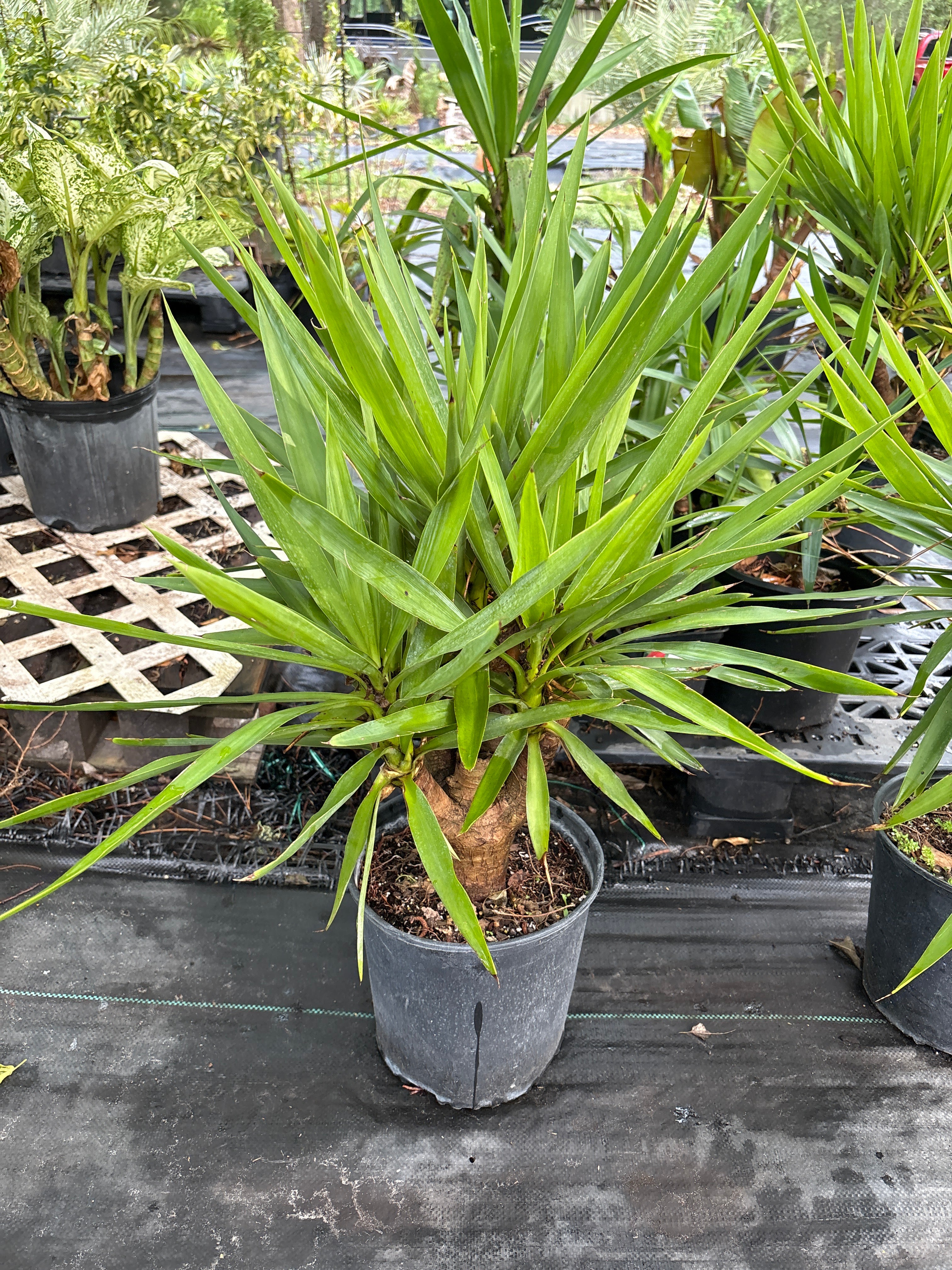 Yucca cane