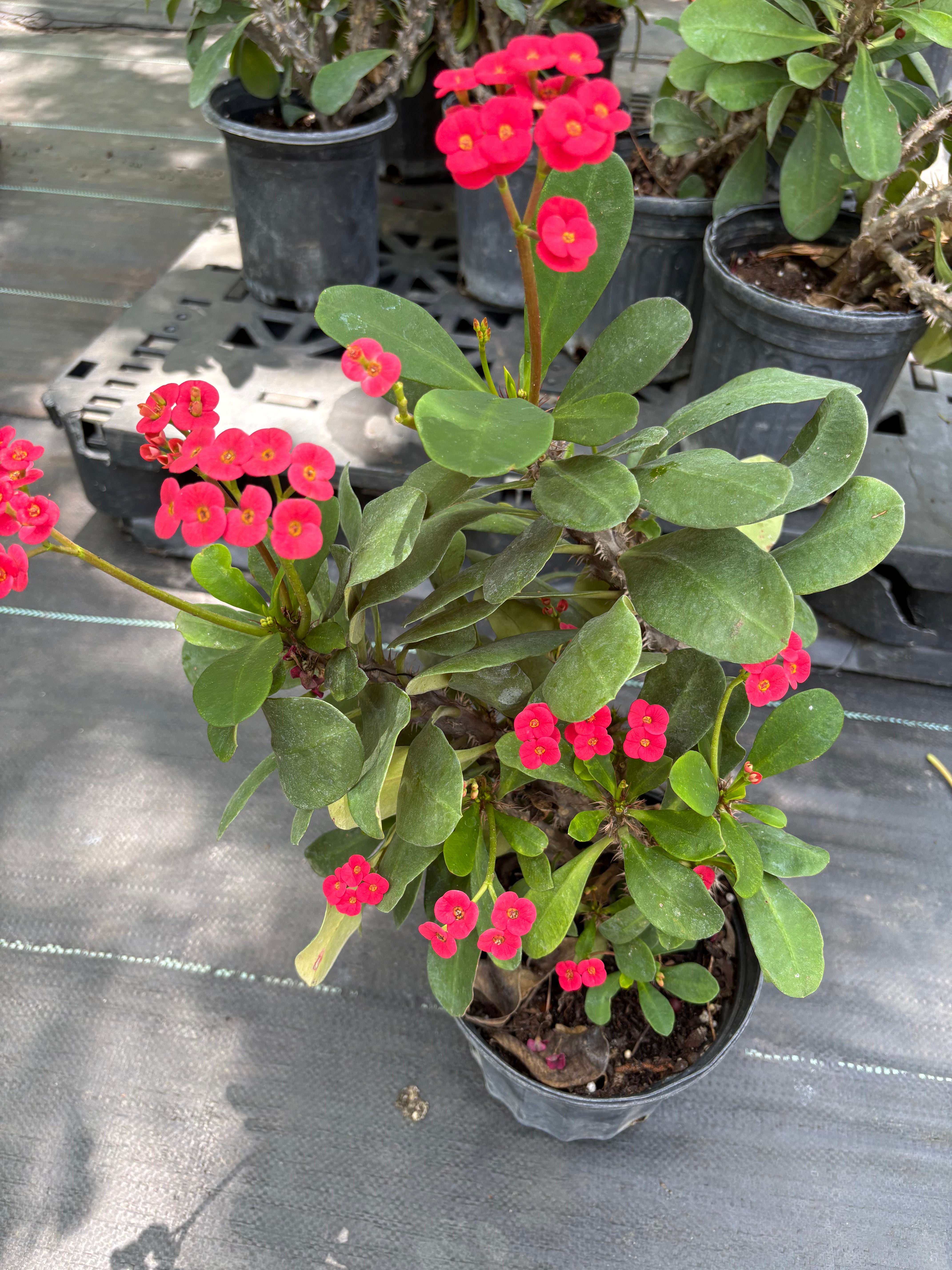 Crown of thorns Red