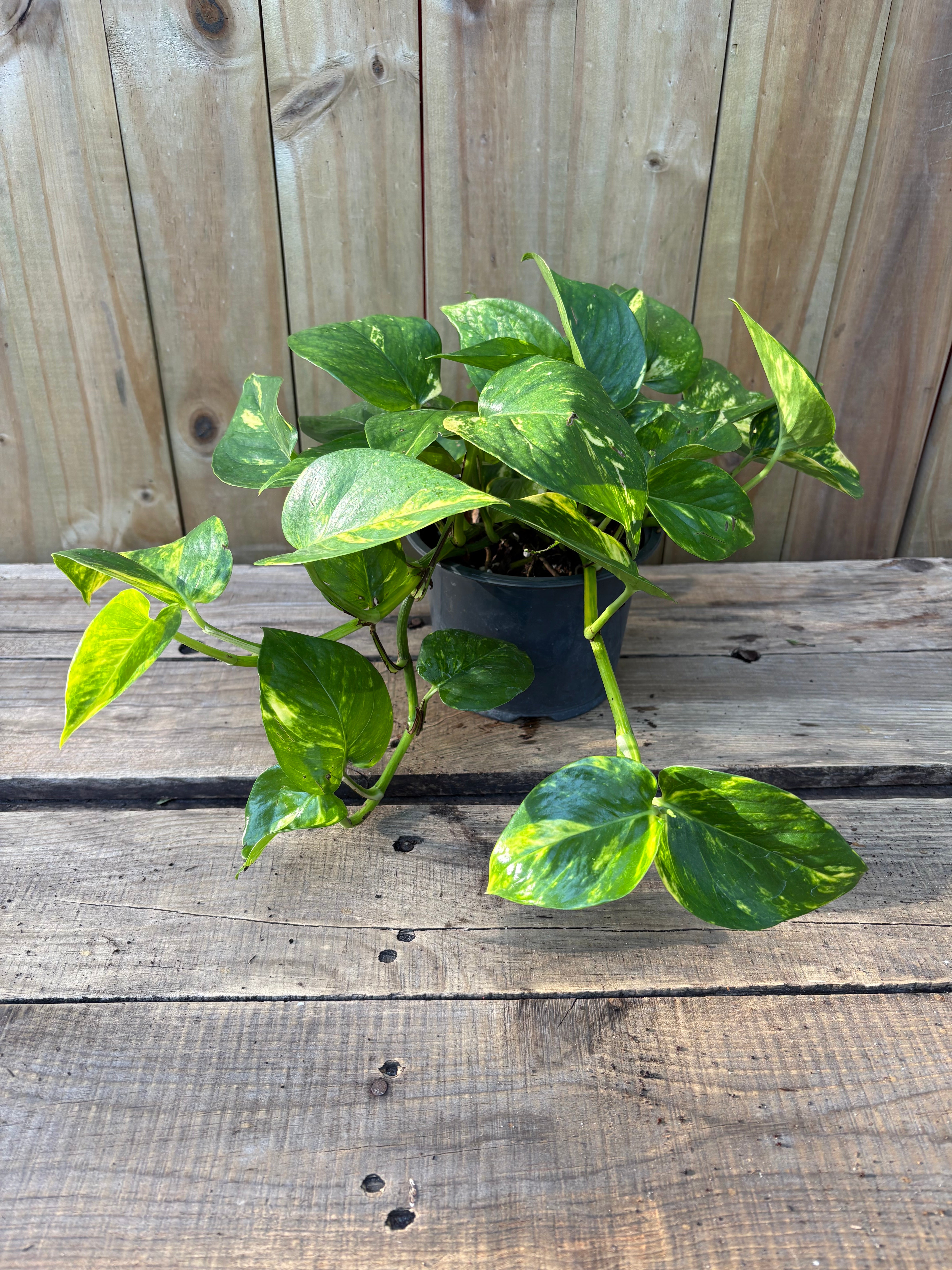 Pothos gold