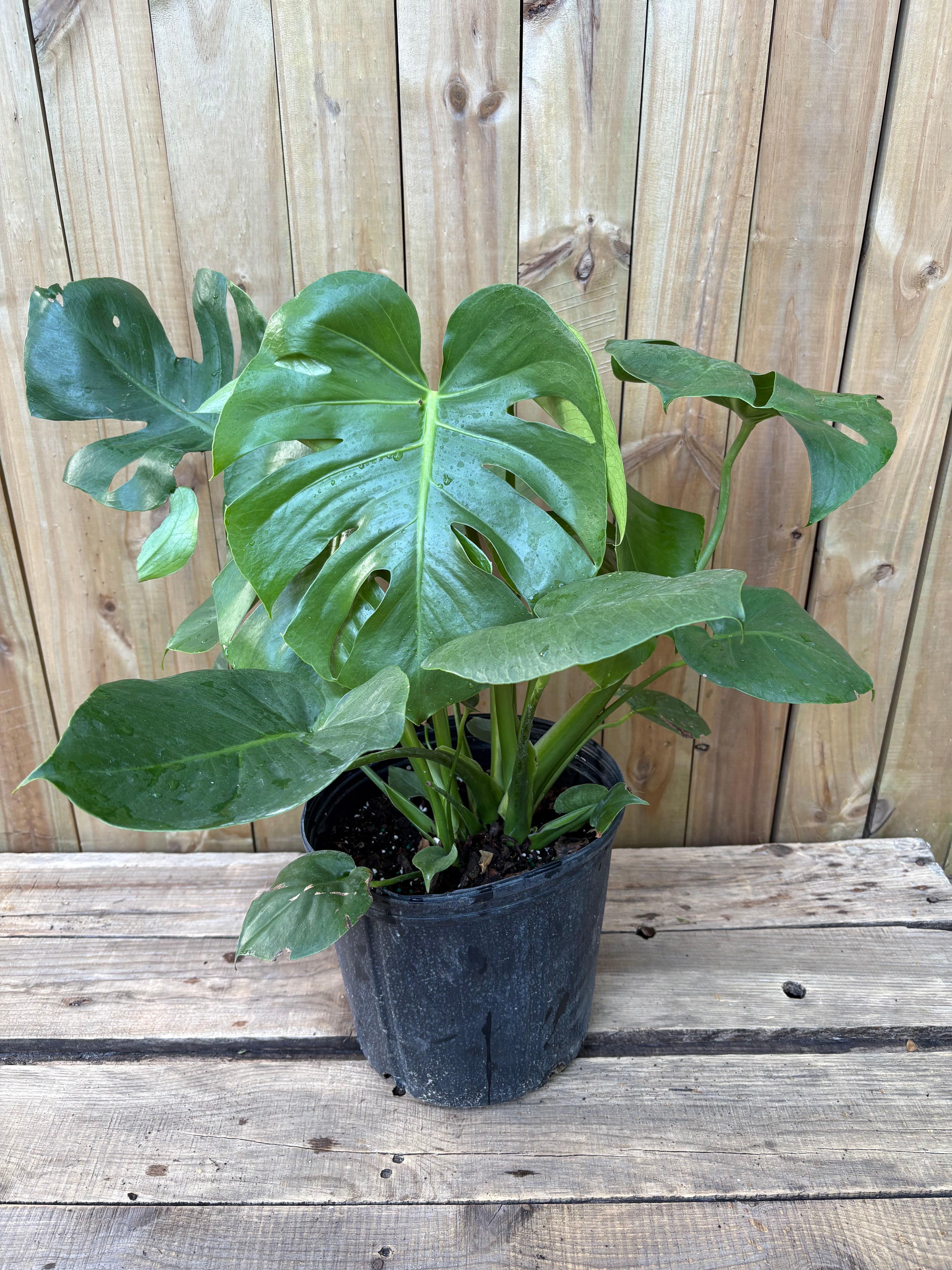 Monstera delicioso