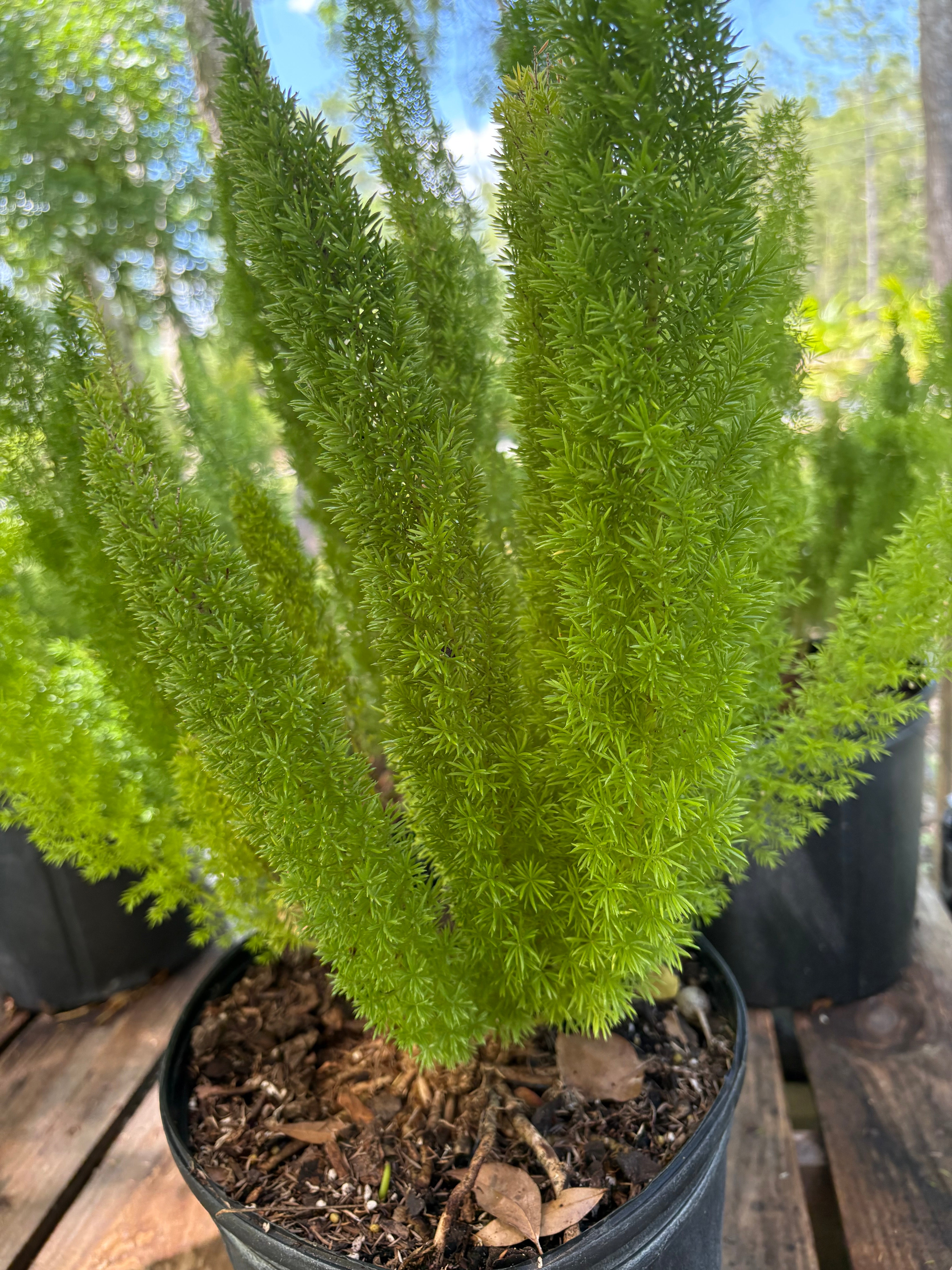 Foxtail Fern